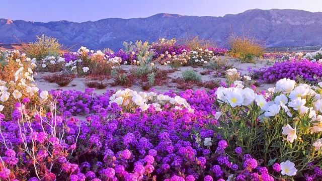 цветущая пустыня