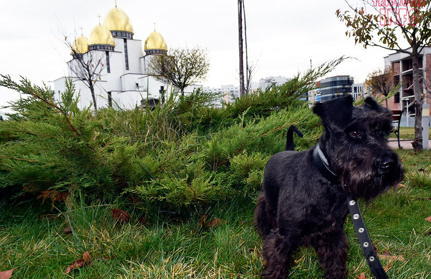 сквер сакур