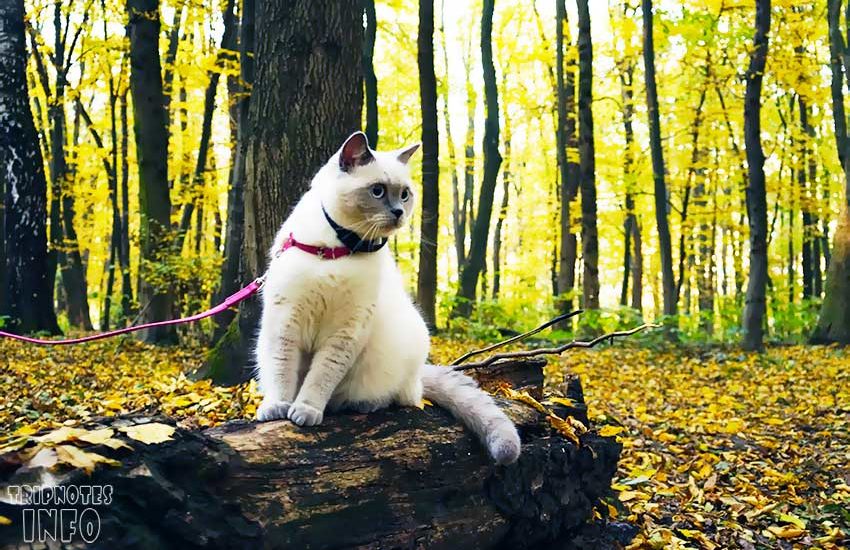 кошка в лесу