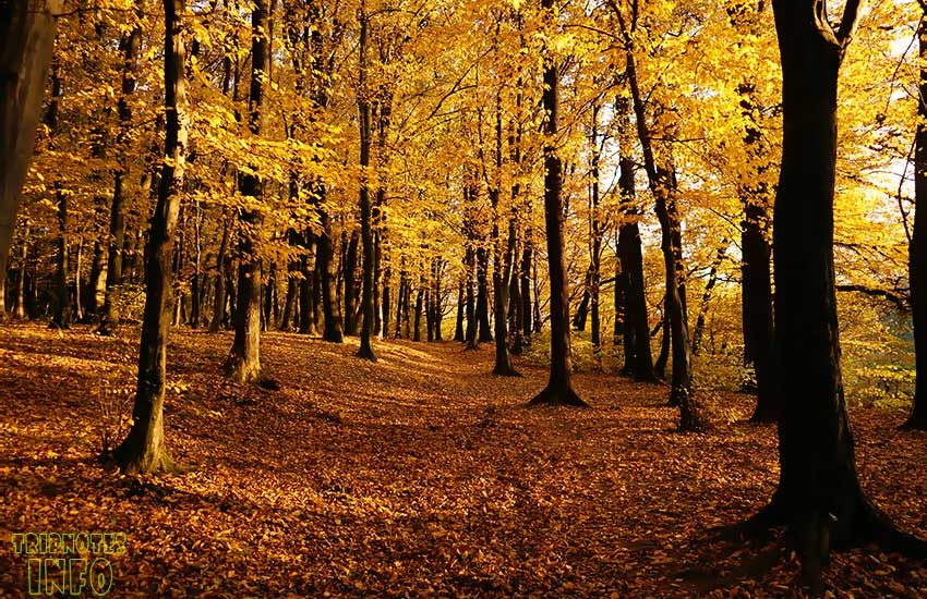 сыховский лес