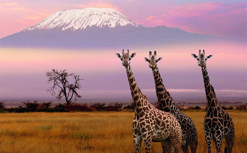 килиманджаро