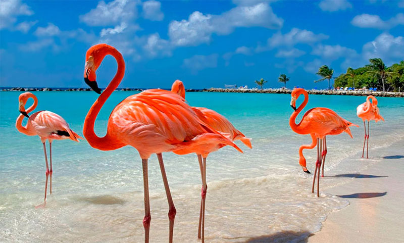 доминикана