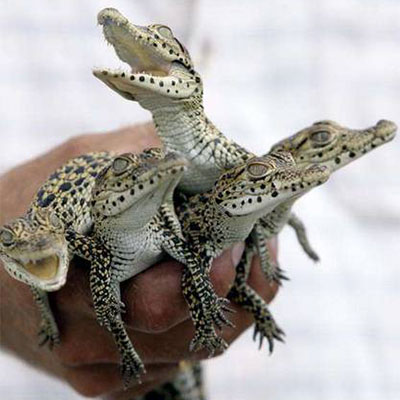 Бока-де-Гуама